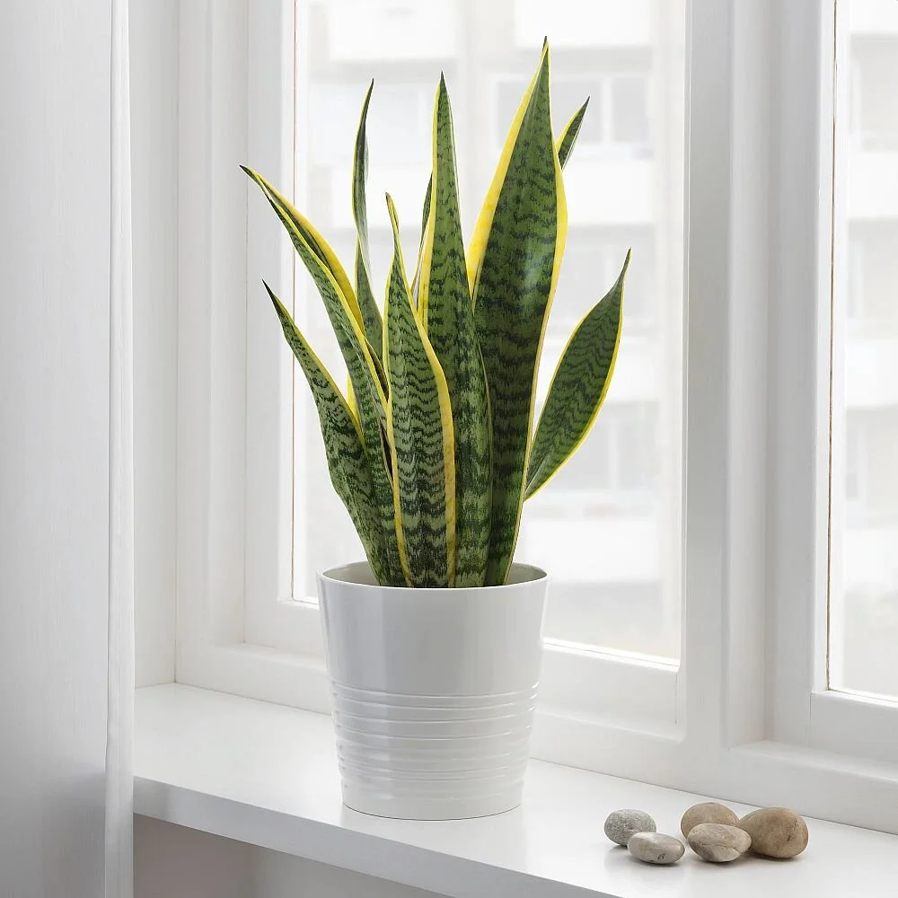 SnakePlant