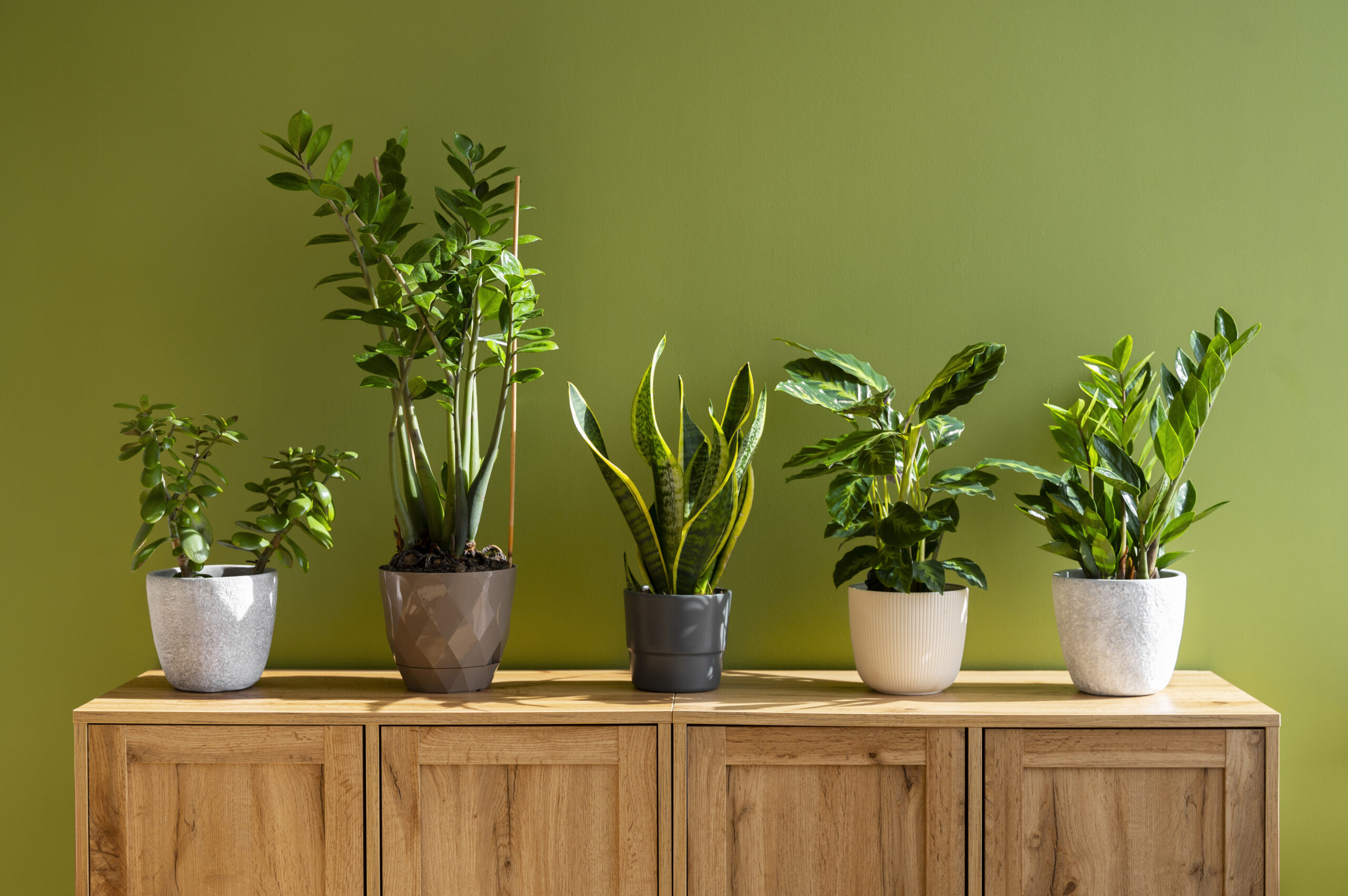 indoor plants